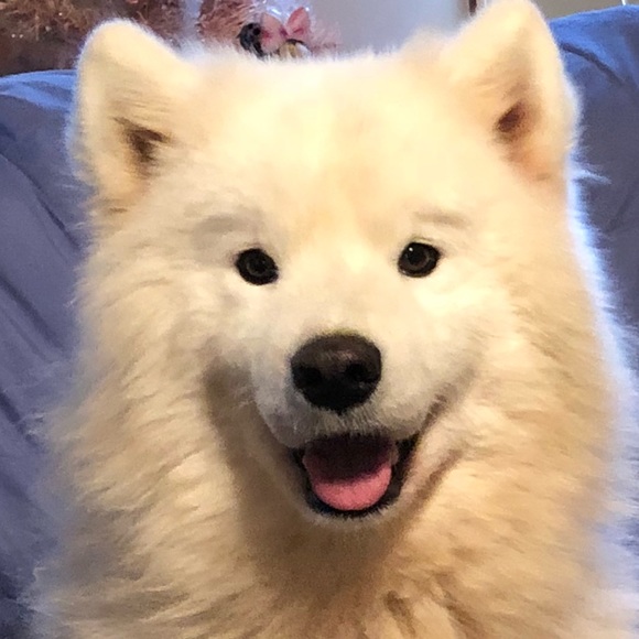 Meet your Posher, Robin - Picture 1 of 1